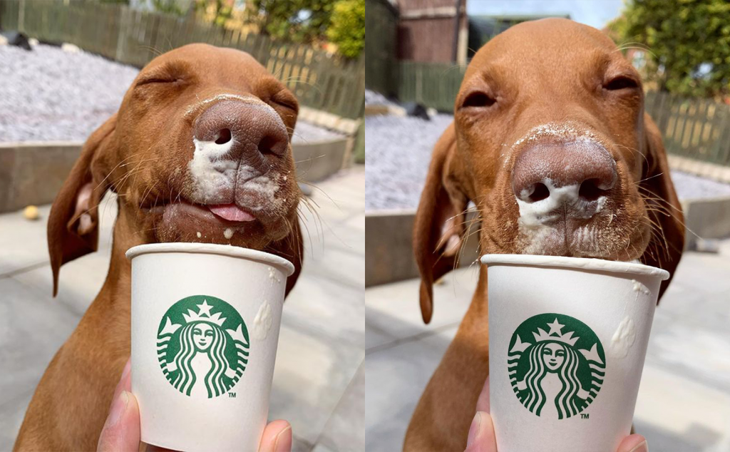 What Is A Puppuccino At Starbucks