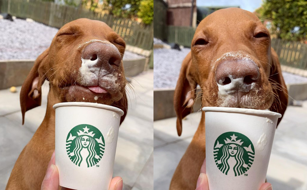 What Is A Puppuccino At Starbucks Updated 04/2024