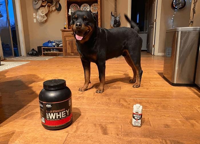 Muscle Milk For Dogs (3)