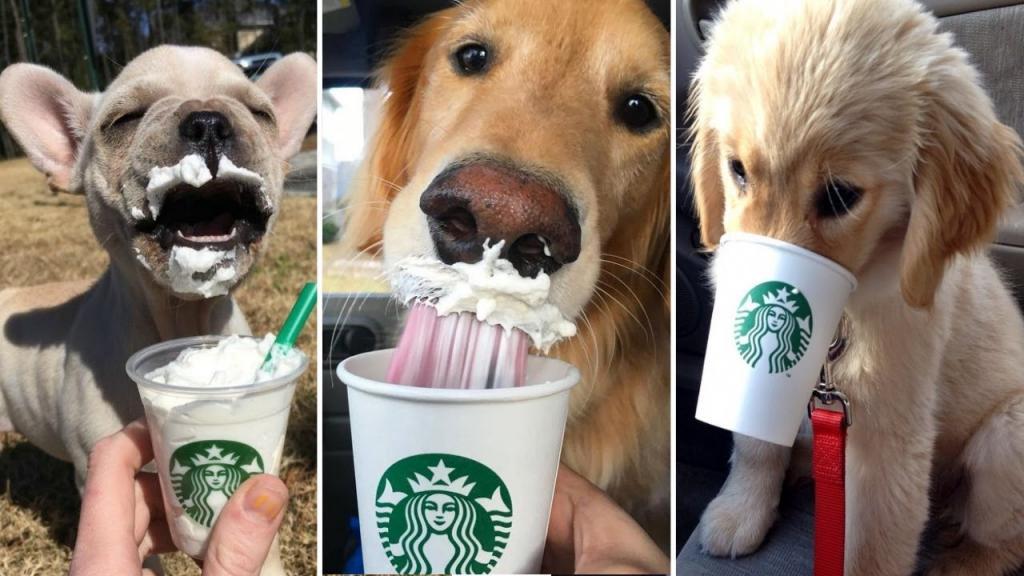 What Is A Puppuccino At Starbucks 2
