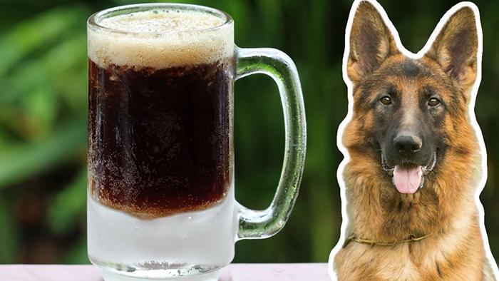 Can Dogs Have Root Beer (1)