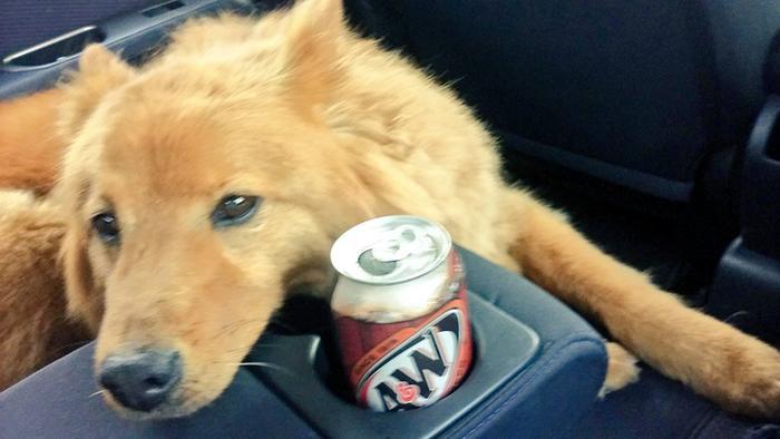 Can Dogs Have Root Beer (2)