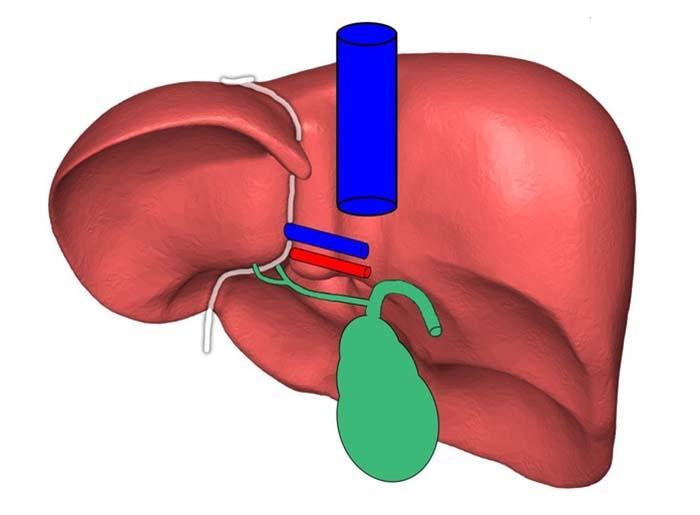  How Long Do Liver Enzymes Stay Elevated After Alcohol Chesbrewco