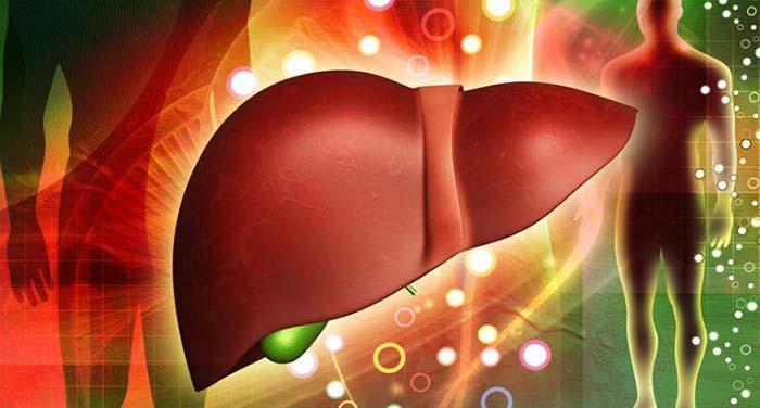How Long Do Liver Enzymes Stay Elevated After Alcohol (4)
