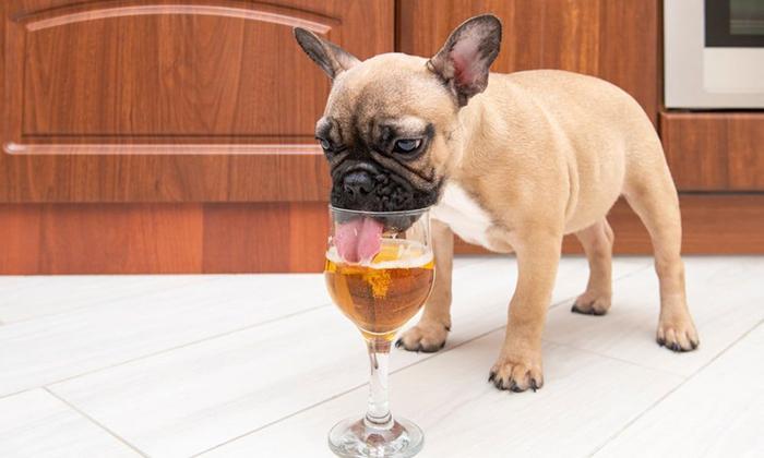How Much Alcohol Will Kill A Dog (1)
