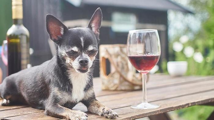 How Much Alcohol Will Kill A Dog (2)