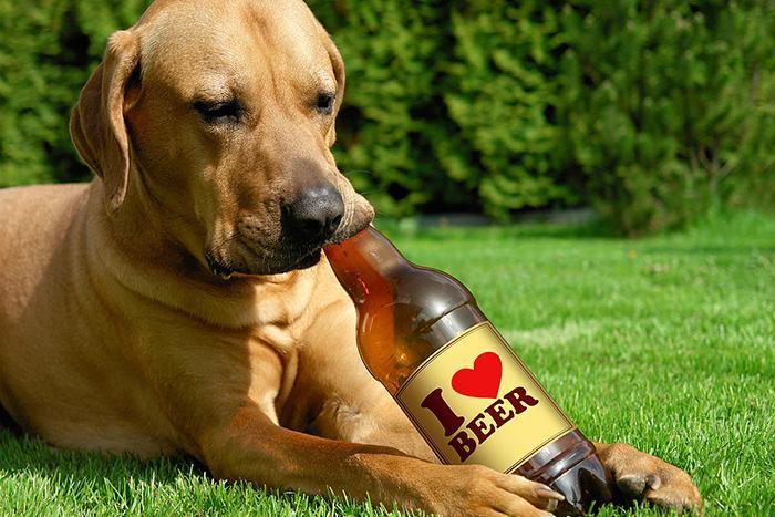 How Much Alcohol Will Kill A Dog (3)